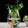 水培绿萝玻璃花瓶恐龙蛋，多肉水养植物透明插花花器客厅装饰摆件