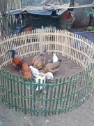 鸡圈围栏手工摆摊鸡圈鸭子围栏养鸭家用编织围栏养鸡鸭狗神器竹编