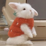 宠物垂耳侏儒小兔子穿的专用小衣服宠物过冬用品大全冬季保暖加厚