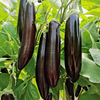 黑钸莉长茄种籽春季夏季四季阳台紫黑皮绿把茄子蔬菜烧烤茄种子孑