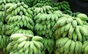 广西新鲜水果香蕉西贡焦小米焦粉蕉帝王蕉绿香蕉带箱8斤装。