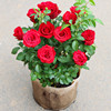 玫瑰花种子四季开花耐寒室内外好养活茉莉，红玫瑰盆栽植物花种籽子