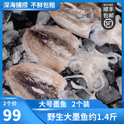 墨鱼鲜活新鲜大墨鱼仔超海鲜水产冷冻大目鱼乌贼 2个装 约1.4斤
