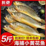 小黄花鱼新鲜冷冻5斤烧烤小黄鱼，青岛生鲜活海鱼海鲜整箱商用