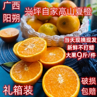 广西阳朔夏橙大果9斤新鲜现摘橙子酸甜多汁 桂林兴坪应季水果榨汁