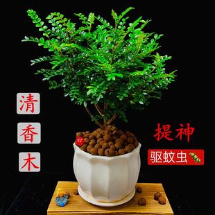 花卉绿植清香木盆栽老桩室内盆景清香树胡椒木树苗驱蚊虫植物