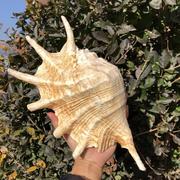 大七角螺天然贝壳海螺，创意地中海风情，家居摆件鱼草缸造景装饰
