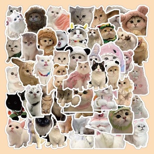 120张可爱写实猫咪贴纸风高颜值超萌小动物小猫咪涂鸦装饰贴画