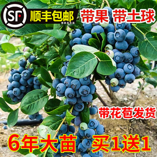 蓝莓树果苗带果蓝莓苗盆栽果，树苗当年结果，南北方种植兔眼特大阳台