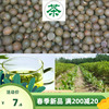 绿茶种子黑茶种子茶树，种子茶叶种子茶树籽，绿茶籽大红油茶种子