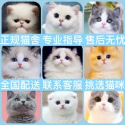 纯种英短蓝猫幼猫蓝白美短矮脚猫金银渐层布偶猫宠物加菲猫咪活物