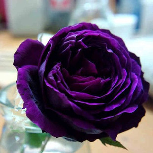 大花切花香水月季玫瑰花苗 欧月皇宫 深紫色浓香型庭院阳台盆栽