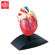 香港edu11心脏模型，科学实验科普模型幼儿童益智简单拼装玩具