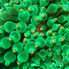 奶嘴海葵绿奶嘴海葵小丑鱼共生橙金点海葵软体珊瑚