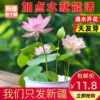 新疆包个邮四季开花碗莲种子水培，室内客厅水养，莲花好养郁金香种子