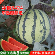 8424麒麟西瓜种子水果蔬菜阳台庭院盆栽田园种植高产红壤西瓜籽