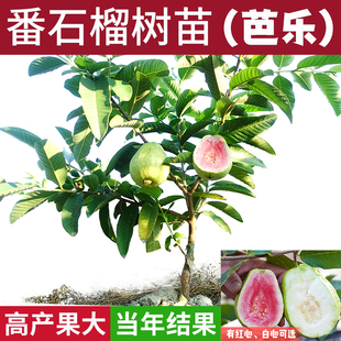 番石榴水果树苗台湾芭乐南方种植四季红宝石红心，白心珍珠当年结果