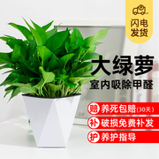 大盆绿萝盆栽花卉植物室内新房家用吸除甲醛长藤水培北欧绿植绿箩