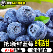 云南新鲜应当季水果高山怡颗甜蓝莓孕妇蓝梅鲜果大果即食整箱速发