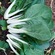 杂交黑叶小白菜种子冬季四季盆栽蔬菜种籽孑上海小青菜菜籽菜种