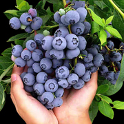 蓝莓树果苗带果蓝莓苗盆栽南北方种植兔眼特大阳台果树苗当年结果