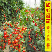 甜心番茄种子圣女果种籽寿光小番茄西红柿四季矮生秋种孑盆栽春季