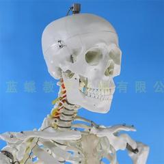 1t80cm170cm人体骨骼模型标准医艺用大骨骼模型纯白色骨架模