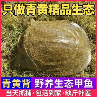 生态外塘大甲鱼活鲜公母野外放养鳖生长甲鱼雌雄水鱼团鱼王八青黄