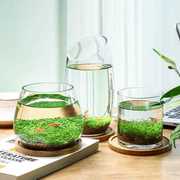 水培微景观，绿植套装桌面透明创意，造景鱼缸