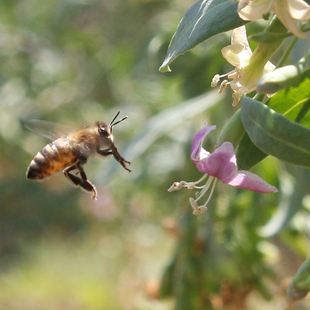 新蜜上架 纯正天然枸杞蜂蜜野生枸杞蜜滋补养生好身体 好蜜不怕比