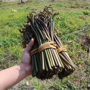 贵州野菜新鲜蕨菜 现摘整箱买菜山野菜下饭菜苔猫抓节芥菜嫩