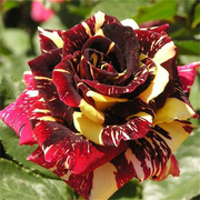 流星雨月季花苗切花玫瑰变异品种可开多种花色阳台花卉盆栽