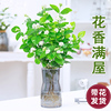 水培茉莉花盆栽室内绿植花卉易活四季开花水培养植物阳台好养花