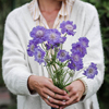 小园丁的夏日时光 高加索 蓝盆花 蓝色 耐寒阳台盆栽花卉花园植物