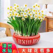 漳州水仙花盆栽水培植物种球花卉室内阳台开花好养冬季年宵花