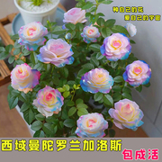 稀有品种浓香型四季开花玫瑰老桩盆栽花卉，室内外观花月季