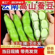 现摘新鲜蚕豆5斤农家带壳生蚕豆罗汉豆兰花胡豆佛青豆荚蔬菜