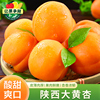 陕西大黄杏子新鲜水果，5斤当季酸甜杏子，特大金太阳杏青绿整箱