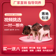 小香猪宠物猪公长不大的泰国小猪宠物活体猪网红迷你mini香猪活的