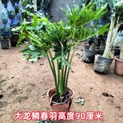 室内大型植物春羽春雨绿植盆栽吸甲醛净化空气水培千手观音盆景花