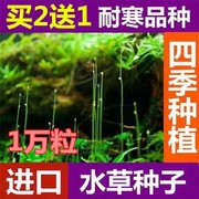 矮珍珠水草种子牛毛真种籽鱼缸塘造景莫斯泥植物水培阴性盆栽生态