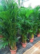 散尾葵富贵椰子夏威夷竹子大型观叶绿植盆栽室内办公室吸甲醛植物