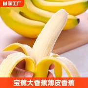 香蕉新鲜天宝蕉大香蕉，薄皮香蕉自然熟当季新鲜水果高山香蕉