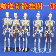 小白全身可拆卸45cm85cm人体骨骼模型骨架脊椎脊柱腰椎肌肉骷髅