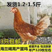 1.2斤活鸡高产蛋鸡海蓝灰褐海兰褐母鸡K下蛋鸡生蛋鸡一斤半大