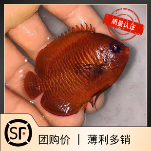 红麒麟神仙 海水鱼小丑鱼活体珊瑚神仙鱼