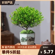 小叶赤楠老桩盆栽盆景迷你植物室内花卉办公室桌面小绿植好养四季