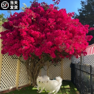 三角梅花树苗盆栽带花老桩藤本，大苗漳红樱庭院阳台四季开花卉植物