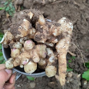 山东野菜种植基地洋姜种子种球种苗胰岛果庭院阳台大田种植多年生