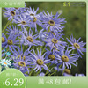 进口天鹅河雏菊种子 蓝色恒星 卷曲的花瓣芬芳香味儿四季庭院盆栽